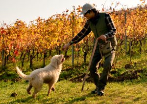 Truffle Hunting Dog