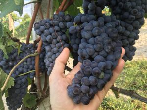Ripe Nebbiolo grapes